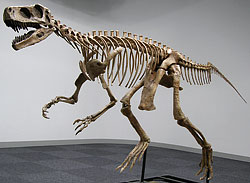 ヘレラサウルス骨格