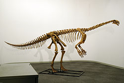 プラテオサウルス骨格