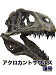 アクロカントサウルス頭骨