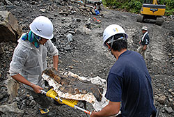 福井県の恐竜発掘調査