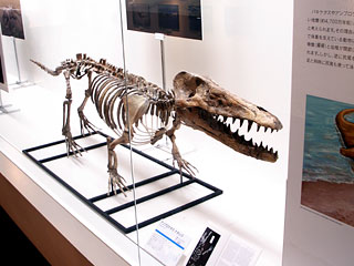 足のあるクジラ：アンブロケタス骨格