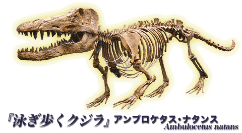 『歩くクジラ』アンブロケタス・ナタンス Ambulocetus natans