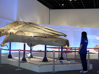 現生クジラの起源：シロナガスクジラ頭骨