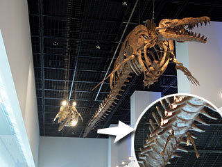 足のあるクジラ：バシロサウルス骨格