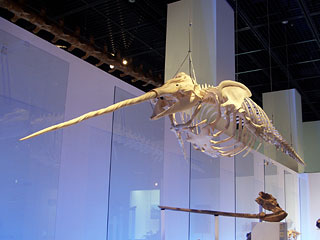 現生クジラの起源：イッカク骨格