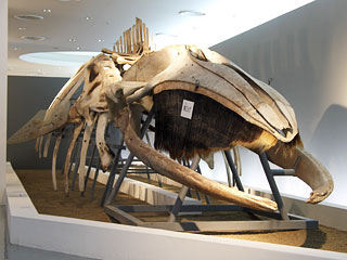 現生クジラの起源：イワシクジラ骨格