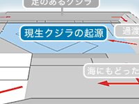 「現生クジラの起源」コーナー