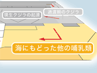 「海にもどった他の哺乳類」コーナー