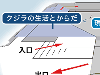 「クジラの生活とからだ」コーナー